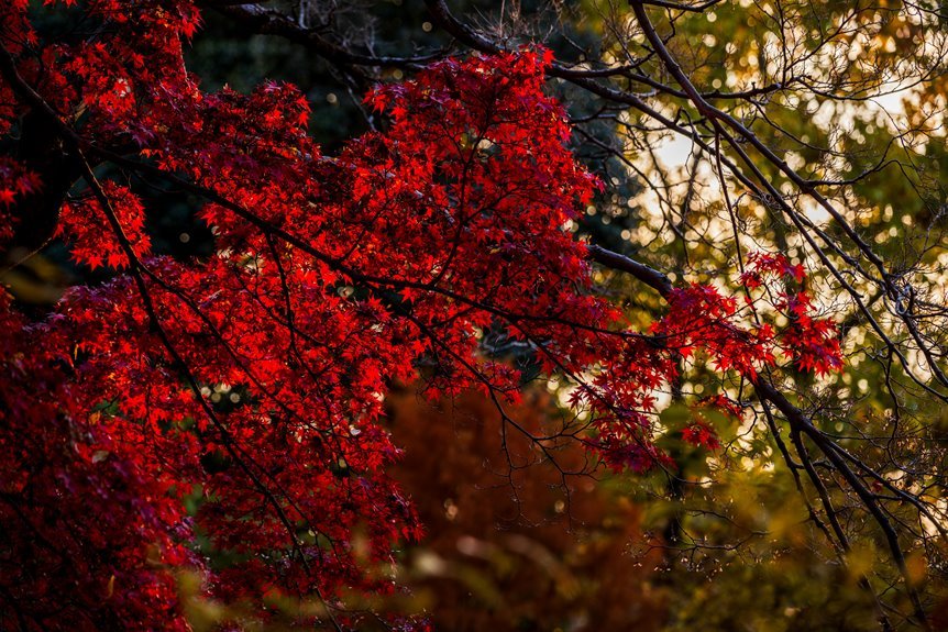 royal maple chant number