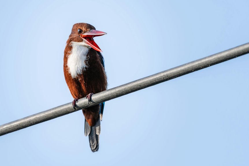 call identification for owner