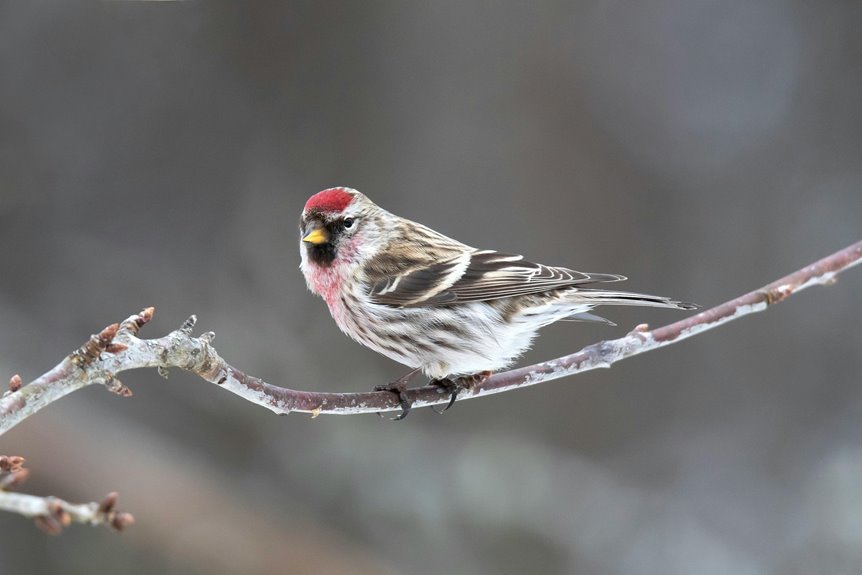 identifying 833 456 8600 calls