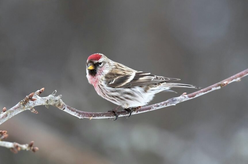 identifying phone call origins